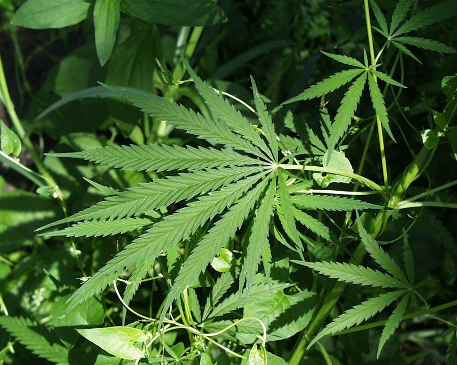 SEO for Cannabis